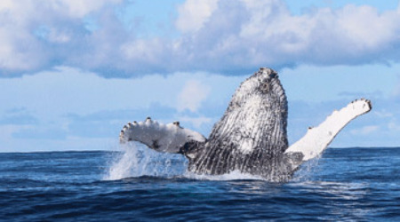Whale Watching & Marine Safari Gansbaai